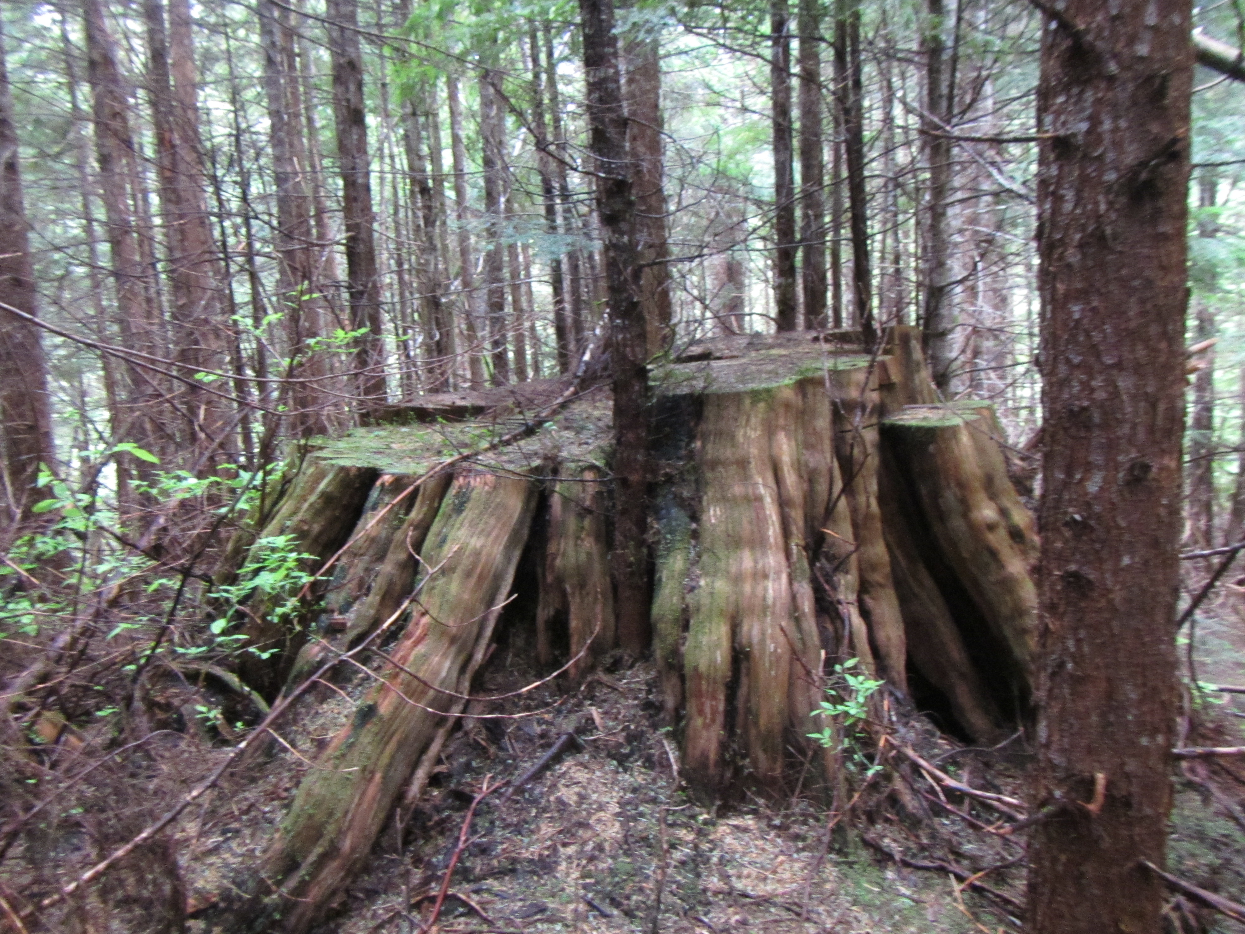 Thpblog Humboldt Redwood Company To Log Inside Large Tree Marbled Murrelet Stand 376d And Spotted Owl Nesting Site 242