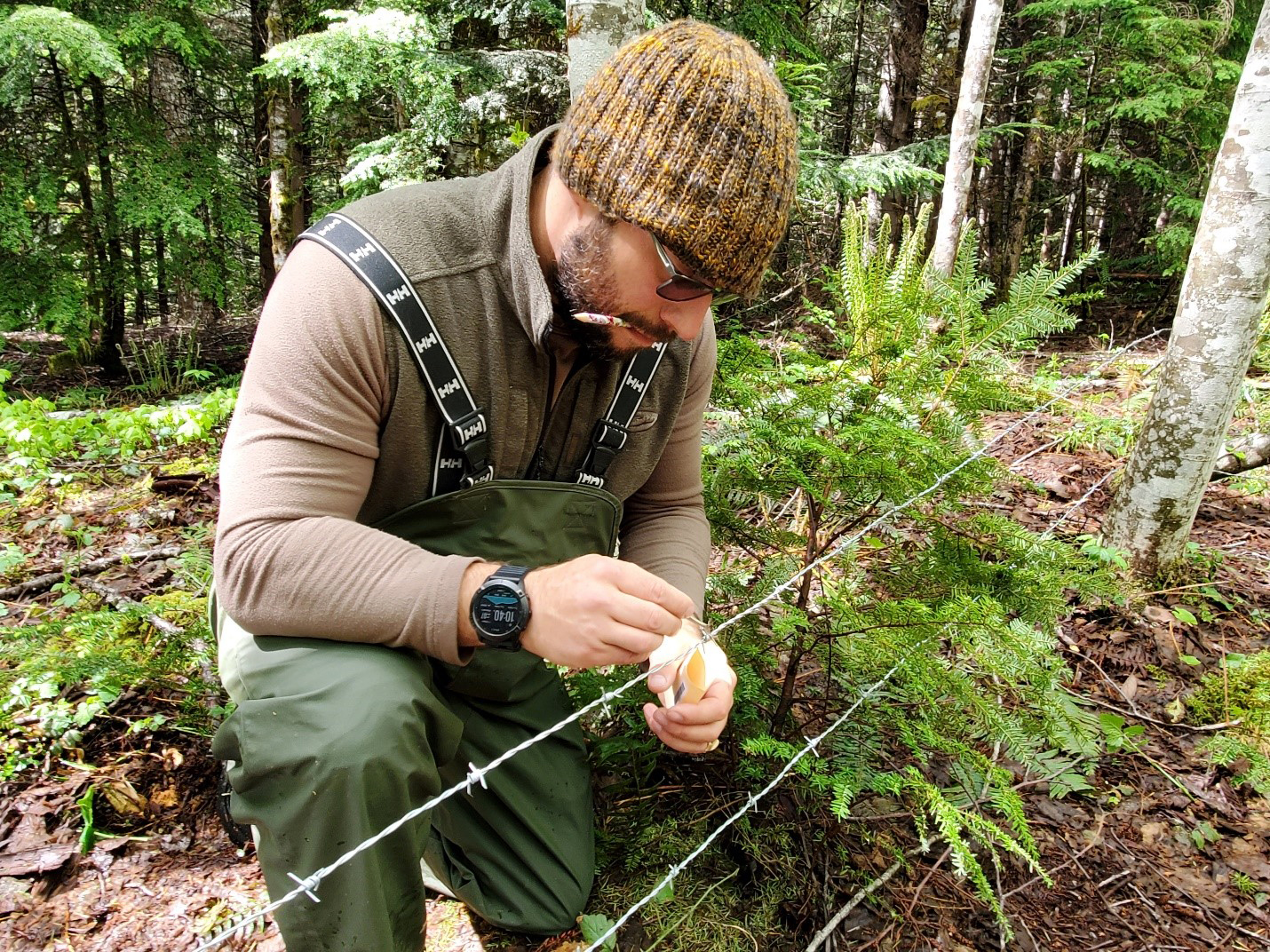 Getting to Know a Black Bear One Hair at a Time - Stillaguamish Tribe